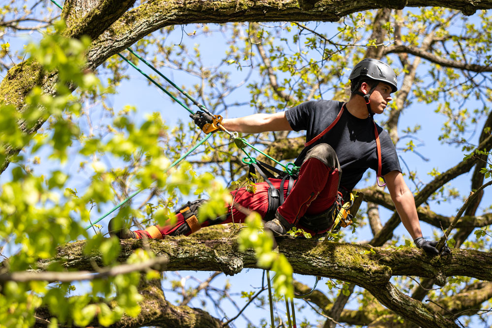 Baumpfleger beim Klettern auf einem Baum mit Seilen.